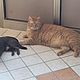 Кот учёный - скульптура резная деревянная. Скульптуры. Резьба по дереву - картины и скульптура. Ярмарка Мастеров.  Фото №6