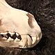 Order The skull of a real Wolf(With fangs),free shipping,processed. h-a-n--t-e-r. Livemaster. . Ritual attributes Фото №3