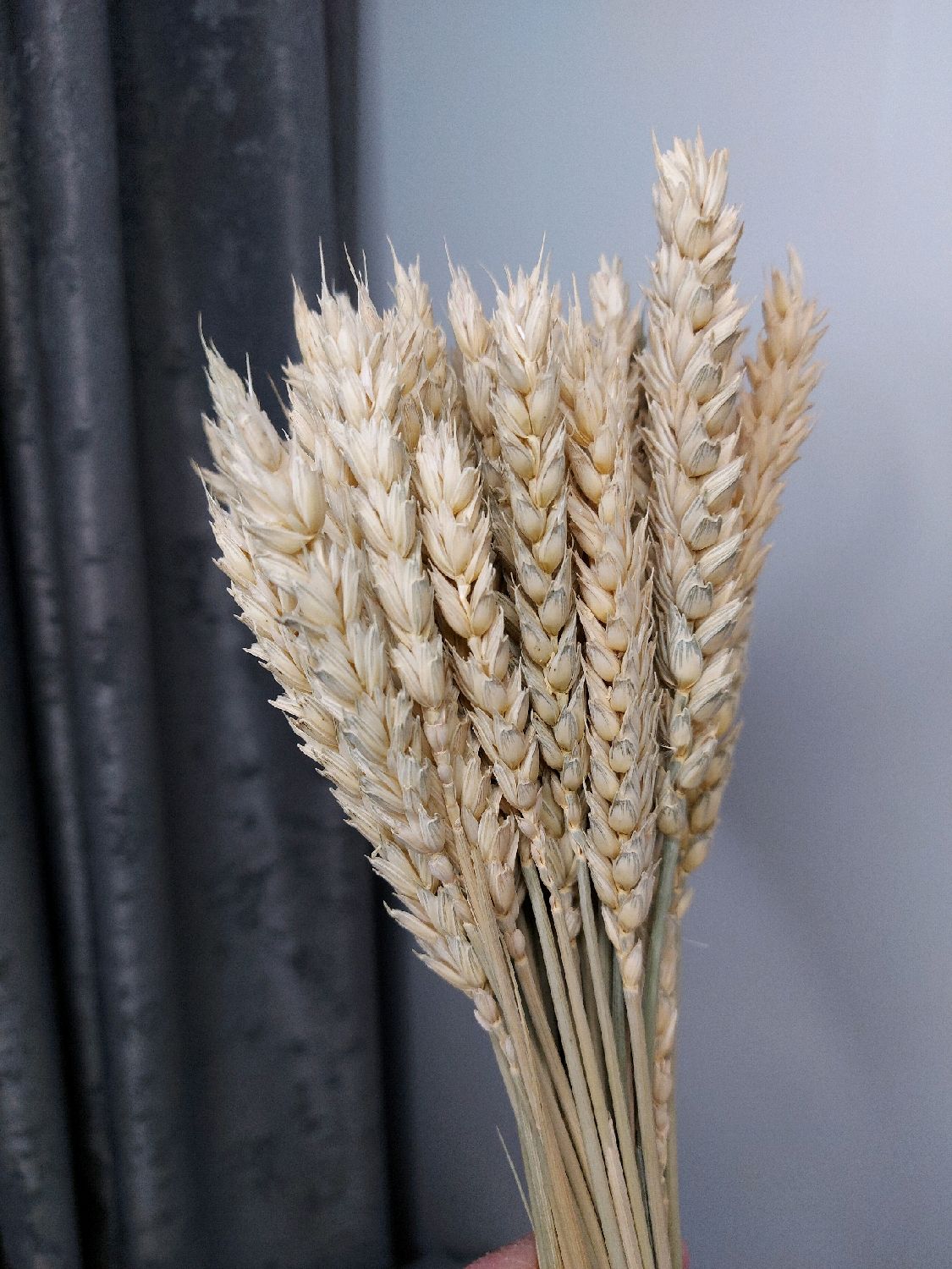 Пшеничный спб. Цветок пшеницы. Пшеница стабилизированная. Пшеница купить. Пшеница в вазе.