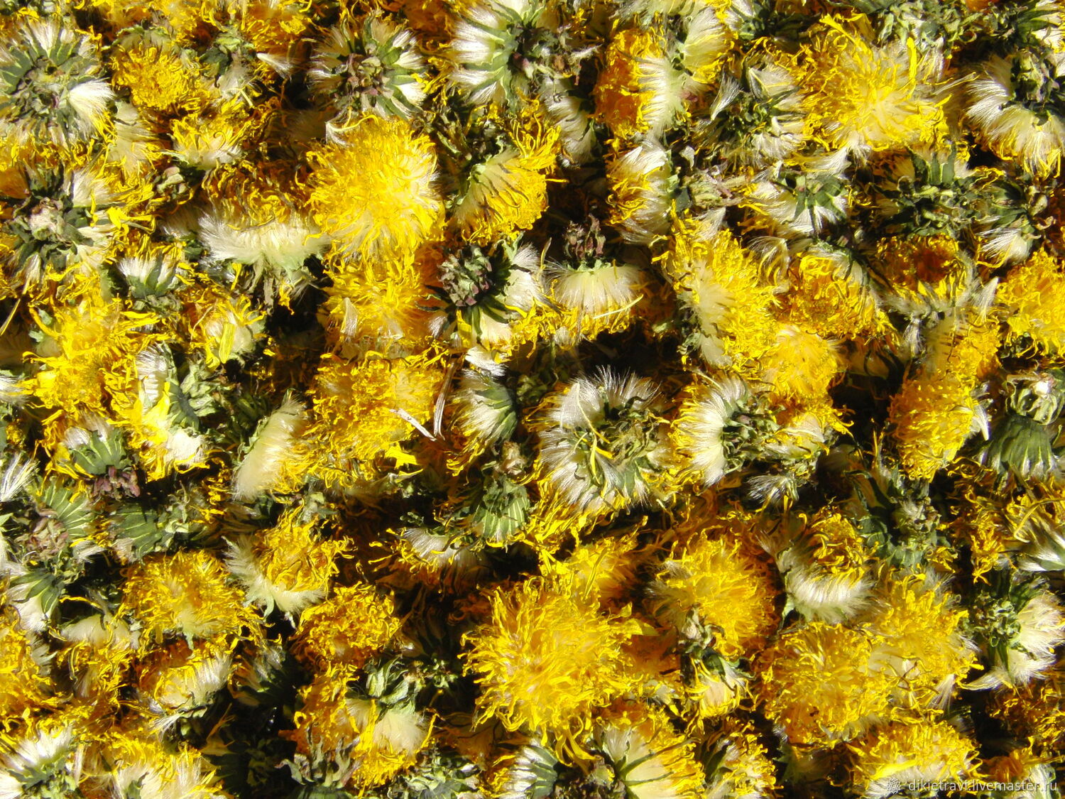 Как заготовить одуванчик. Сухоцвет одуванчик. Когда можно собирать одуванчик для лечения. Нимб из одуванчиков. Как правильно сушить одуванчики на зиму.