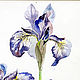 Painting watercolor "Irises". Pictures. Artist Iuliia Kravchenko (realism-painting). Online shopping on My Livemaster.  Фото №2