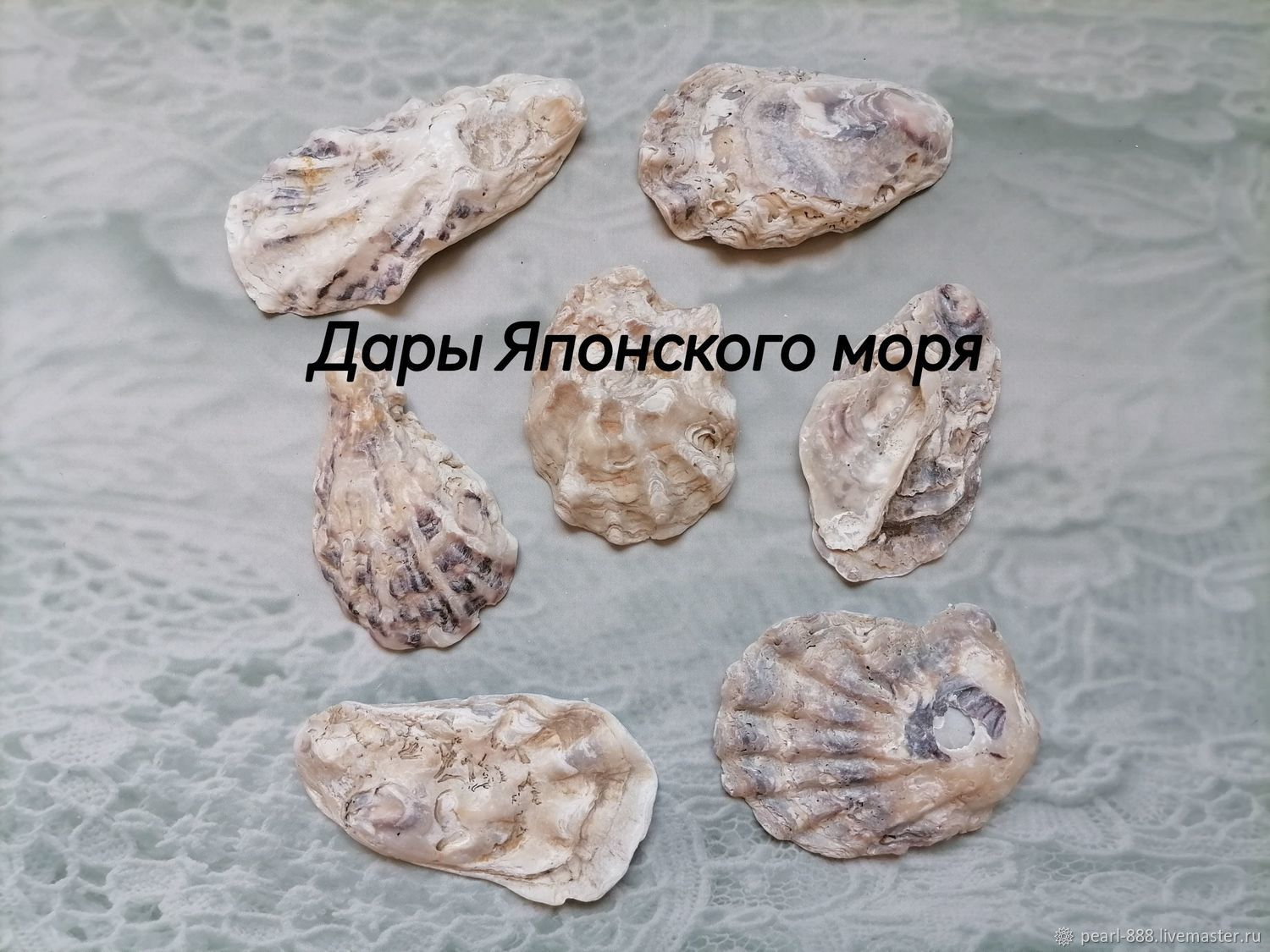 Ракушки морские