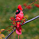 Брошь птица из кожи Красный кардинал подарок женщине, Брошь-булавка, Курск,  Фото №1
