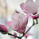 Ramos: composición interior 'Magnolia' 9 ramas. Bouquets. KG_flowers. Ярмарка Мастеров.  Фото №4