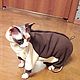 Clothing for cats 'Overalls - Chocolate and vanilla'. Pet clothes. Happy-sphynx. Online shopping on My Livemaster.  Фото №2