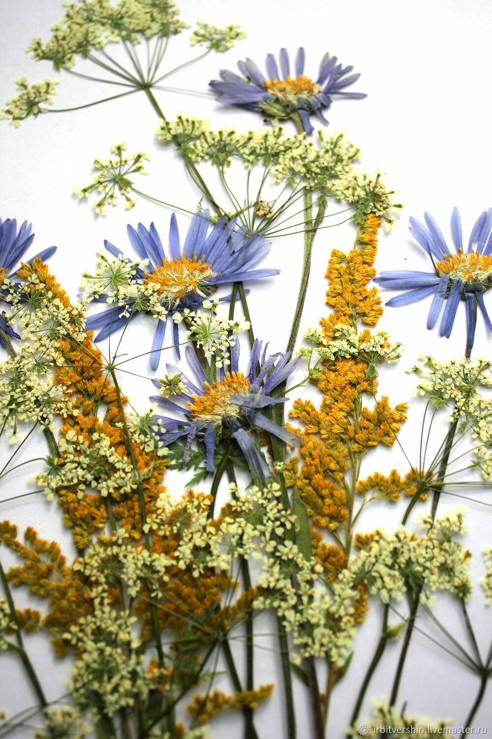 Сухоцветы гербарий картинка ботаника 9 П5 купить в интернет-магазине ...