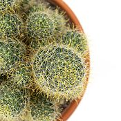 Материалы для творчества handmade. Livemaster - original item Isolated photos of Mammillaria cactus 18 photos. Handmade.