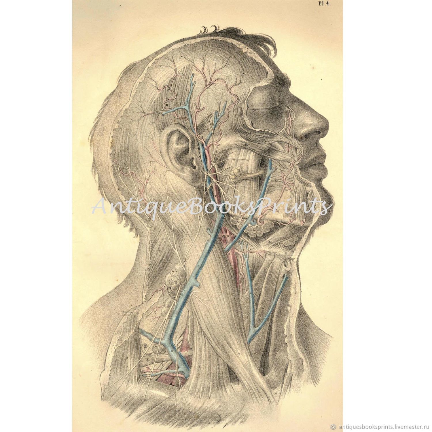 Песня голова шея. Анатомия головы и шеи человека. Анатомия лица шеи и головы.
