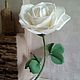 Lamp Rose, Flowers, Rostov-on-Don,  Фото №1