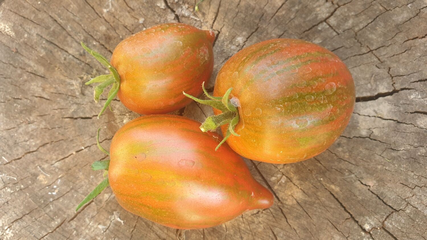 томат лисички отзывы фото