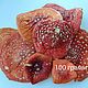 Мухомор красный 100 г, Алтарь, Мирный,  Фото №1