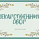 Сбор антигрипп, Растения, Барнаул,  Фото №1