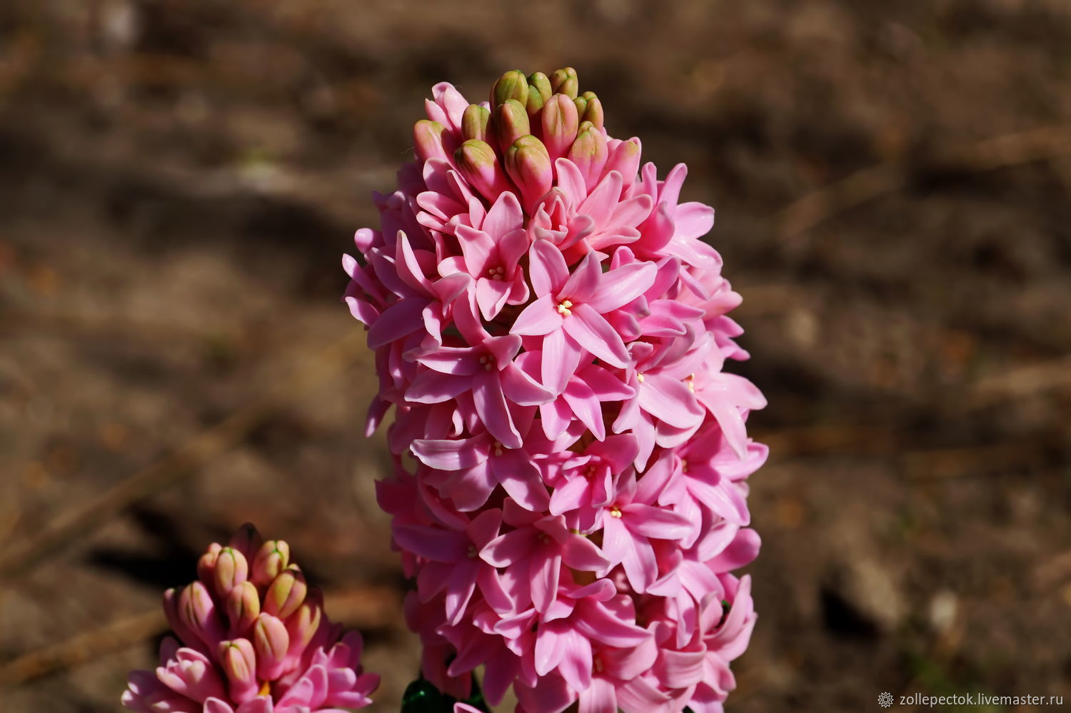 Цветок Hyacinthus Pink