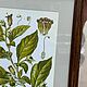 Ботаника (печать). Картины. Капитонов Дом. Интернет-магазин Ярмарка Мастеров.  Фото №2