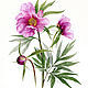 Paeonia anomala. Pictures. Sinitsa Katerina. Online shopping on My Livemaster.  Фото №2