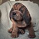 Order Realistic Stuffed Animal: Bloodhound Puppy. Teddybeasts. Livemaster. . Stuffed Toys Фото №3
