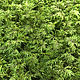 Stabilized fern moss (0,5 kg) from the manufacturer. Natural materials. Антонина Литовкина - Озеленение (Планета Флористики). Online shopping on My Livemaster.  Фото №2