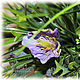 Poppies lilac dew. Composition. Skaskilesa. My Livemaster. Фото №5