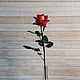 Желто-красная роза в капельках росы, Цветы, Новосибирск,  Фото №1