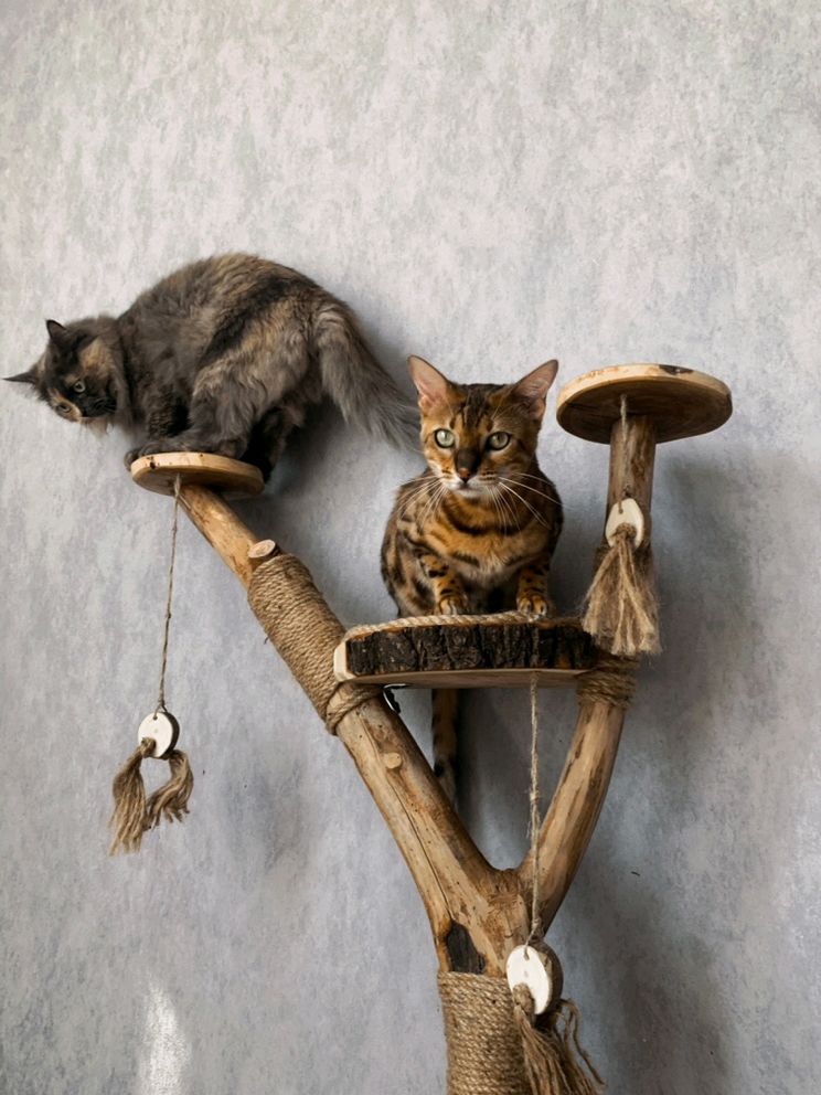когтеточка для кошек фото