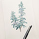 Botanical watercolor, Rosemary. Pictures. Belasla. Online shopping on My Livemaster.  Фото №2