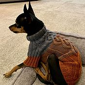 Pumpkin sweater for animals