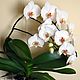 Set of cutters Orchid Phalaenopsis under Weiner. Cutters. ceramic flowers. Online shopping on My Livemaster.  Фото №2
