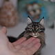 Мейнкун котик. Портретная игрушка. Сухое валяние. Войлочная игрушка. Войлочные зверики Людмилы Демидович. Ярмарка Мастеров.  Фото №6