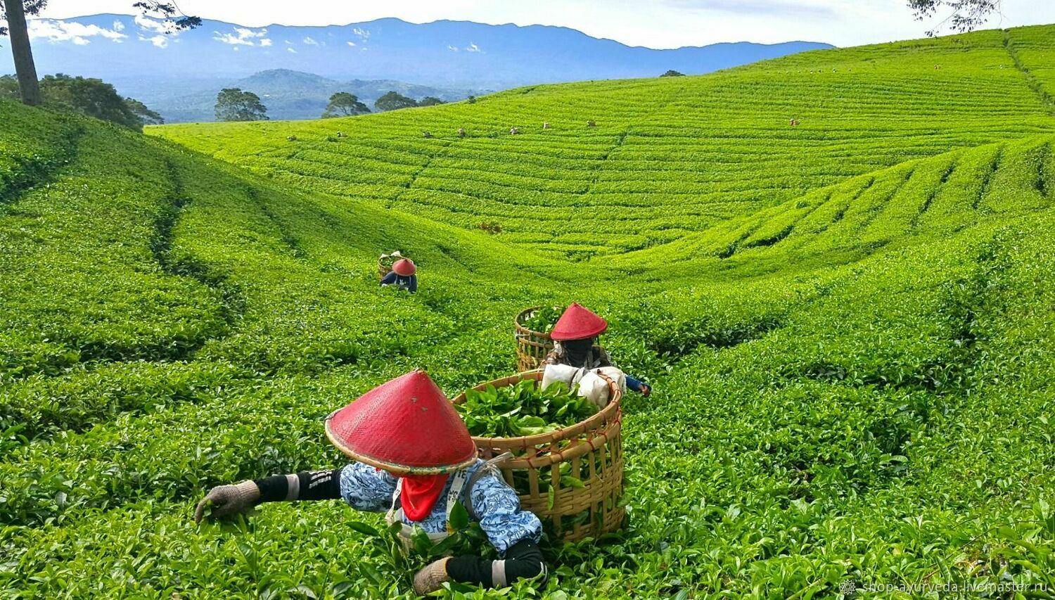 Парагвайский энергетик 4 буквы. Чайные плантации Ассам. Чайные плантации в Китае. Сбор чая на Цейлоне. Плантации чая в Китае.