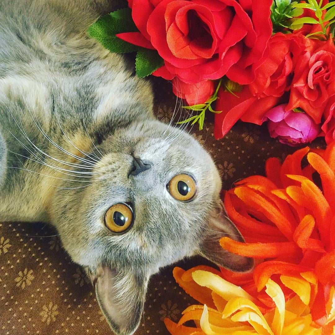 Моя кошечка Трешка любит цветочные веночки)