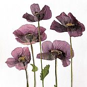 Сухоцветы плоский гербарий "полевые цветы 5"набор А4
