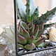 The Floriana. Florarium with aloe and Echeveria. The Floriana tower. Succulents. Florariums. Glass Flowers. My Livemaster. Фото №5