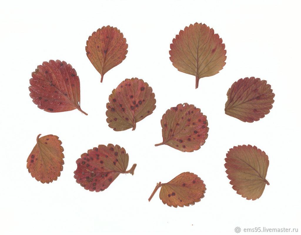 Фото Гербария Из Осенних Листьев