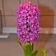 Заказать Гиацинт цвета "Фуксии". Наталья Крячко (nataliovflowers) (nataliovflowers). Ярмарка Мастеров. . Цветы Фото №3