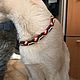 DANKO collar, Dog - Collars, Novosibirsk,  Фото №1