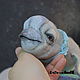 Teddy Animals: Baby dolphin Beluga. Teddy Toys. Irina Fedi Toys creations. My Livemaster. Фото №4