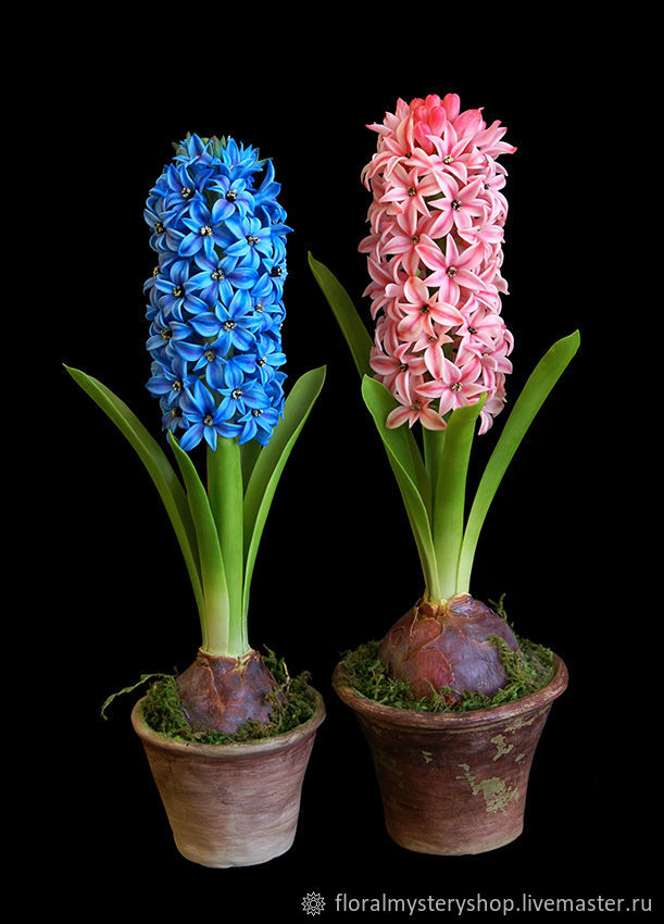 Гиацинт растение дома. Горшечный гиацинт. Луковичный цветок гиацинт. Цветок горшечный гиацинт. Гиацинт мультифлора.