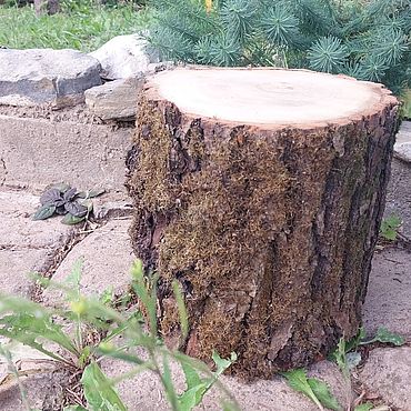 Жергілікті американдықтардың сексуалдық рәсімдері туралы бейне Порно ойын, сіз 3 минутта конча аласыз