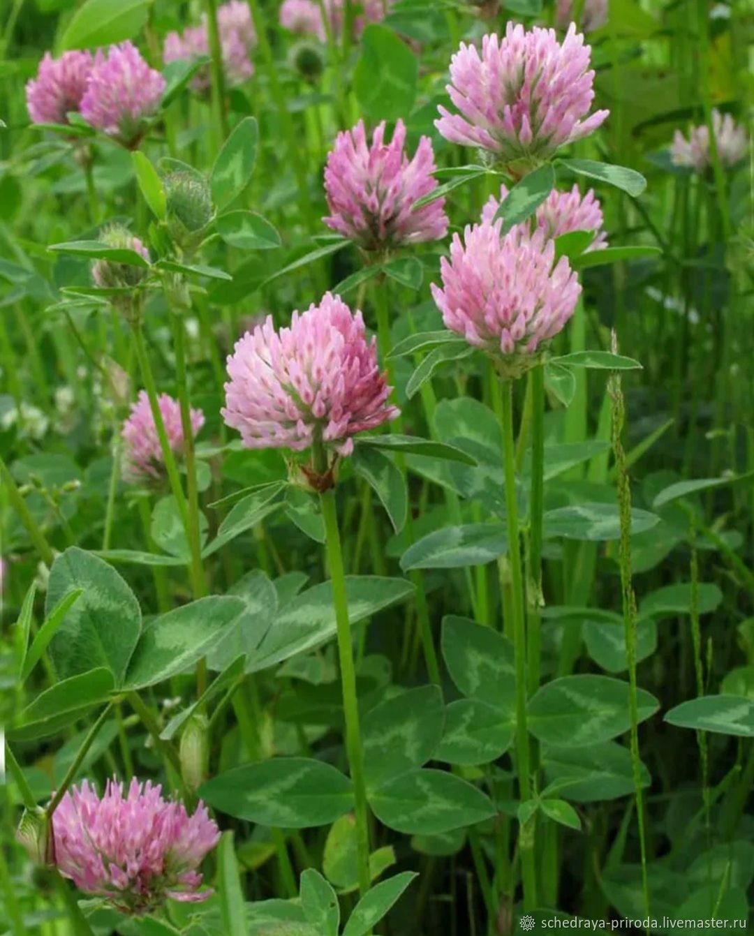 Красный Клевер Trifolium pratense