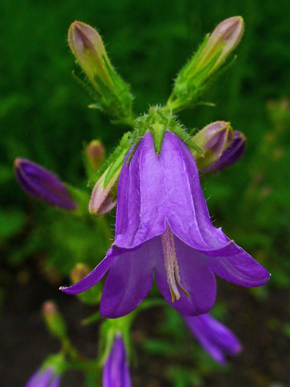 Campanula sibirica l.