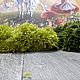 Ковер мох ручной работы. Ковры для дома. Тафтинговые ковры Елены Тюлиной (elena-sgk) (elena-sgk). Интернет-магазин Ярмарка Мастеров.  Фото №2