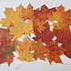 Набор осенних листьев 15 шт, Сухоцветы для творчества, Озерск,  Фото №1