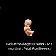 1 триместр беременности, Набор из 4 шт, фигурки внутриутробных эмбрион. Мини фигурки и статуэтки. Байкова Анастасия (asbaik). Ярмарка Мастеров.  Фото №5