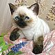  Тайский котенок Зара, Мягкие игрушки, Санкт-Петербург,  Фото №1
