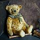 Teddy Bear, Teddy Bears, Zaraysk,  Фото №1