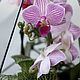 Orchidarium. The Floriana. Geometric Floriana with Orchid. Florariums. Glass Flowers. Online shopping on My Livemaster.  Фото №2