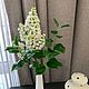 Сирень из холодного фарфора. Букеты. Анжелика Иванова (nezabudka-krd). Ярмарка Мастеров.  Фото №10
