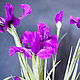 Bouquet of irises from crepe paper. Flowers. Olga Izmaylova. Online shopping on My Livemaster.  Фото №2