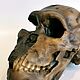 Модель черепа антропологическая, Хомо Наледи "Нео". Элементы интерьера. Чё по черепам. Ярмарка Мастеров.  Фото №4
