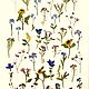Набор мелких растений плоской сушки ,, Сухоцветы для творчества, Грайворон,  Фото №1
